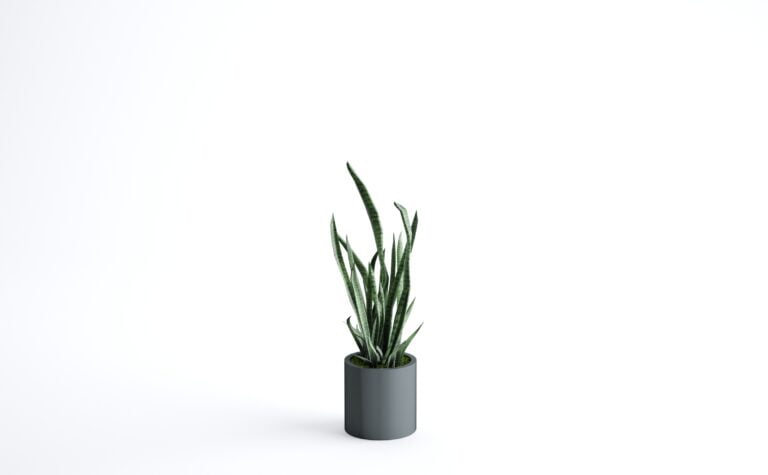 Sansevieria