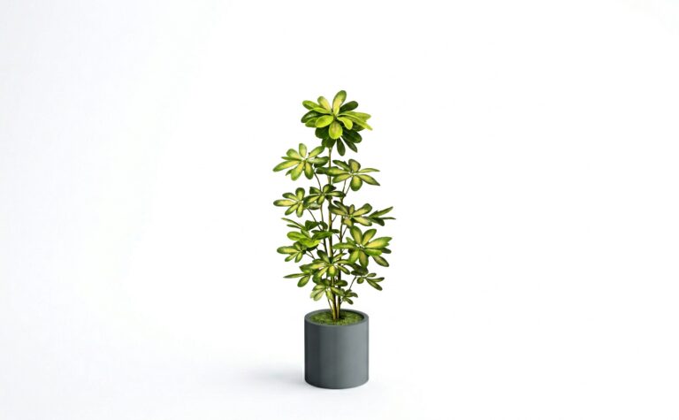 Schefflera Tree