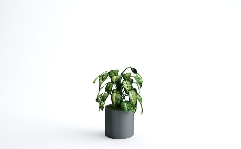 Aglaonema Plant