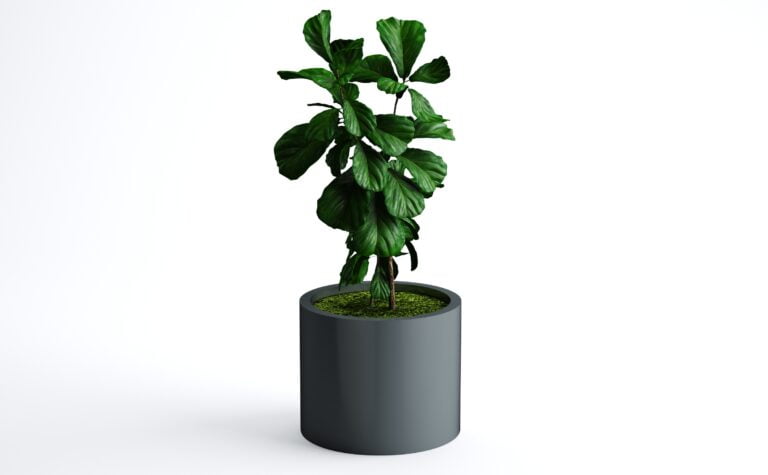 Fiddle Leaf Fig Tree