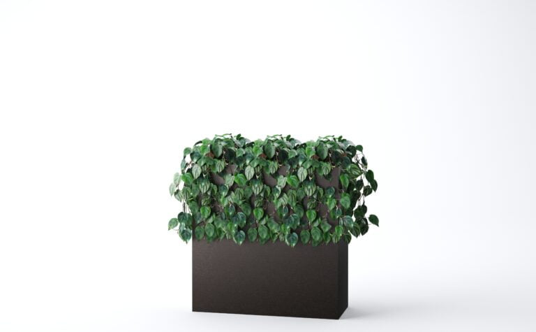 Philodendron Leaf Bush