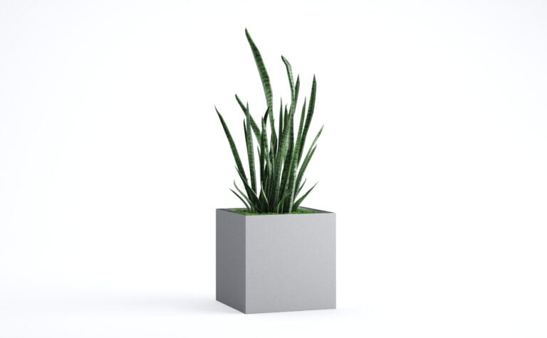 Sansevieria