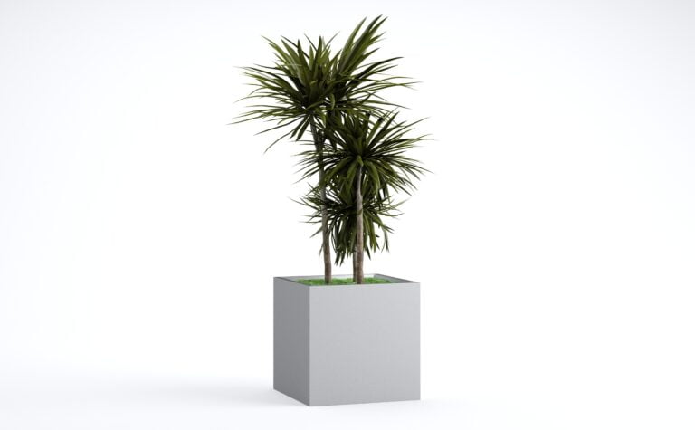 Dracaena Marginata Tree