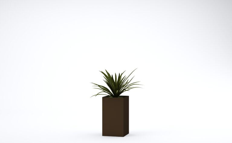 Dracaena