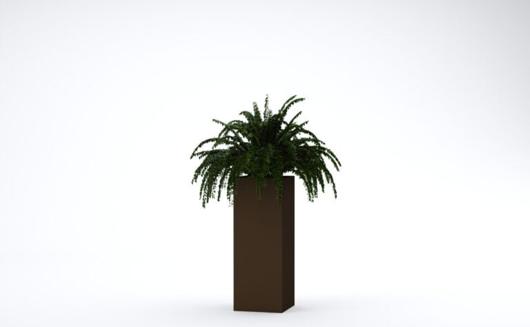 Large Boston Fern